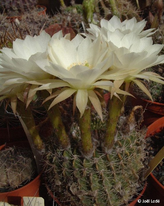 Echinopsis ancistrophora kratochviliana JLcoll.1470